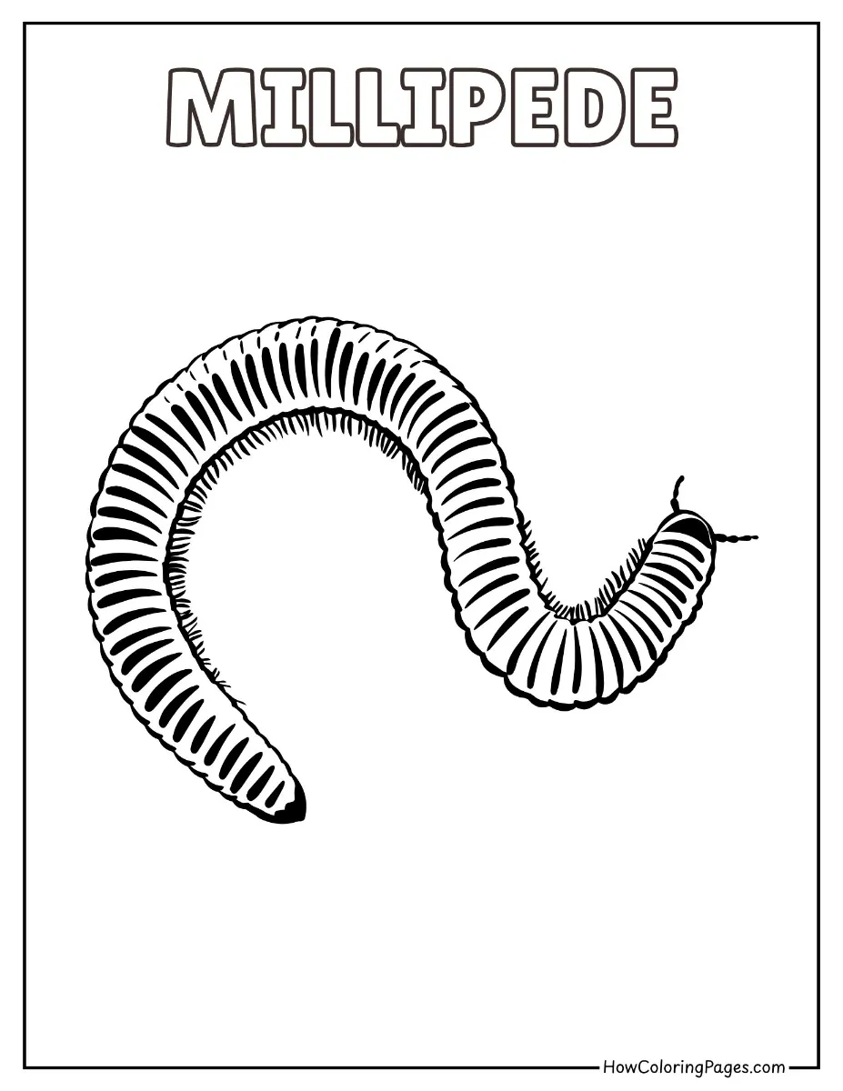 π Insects Coloring Pages β Free Printable PDF for Kids 5 Millipede with many legs crawling coloring page