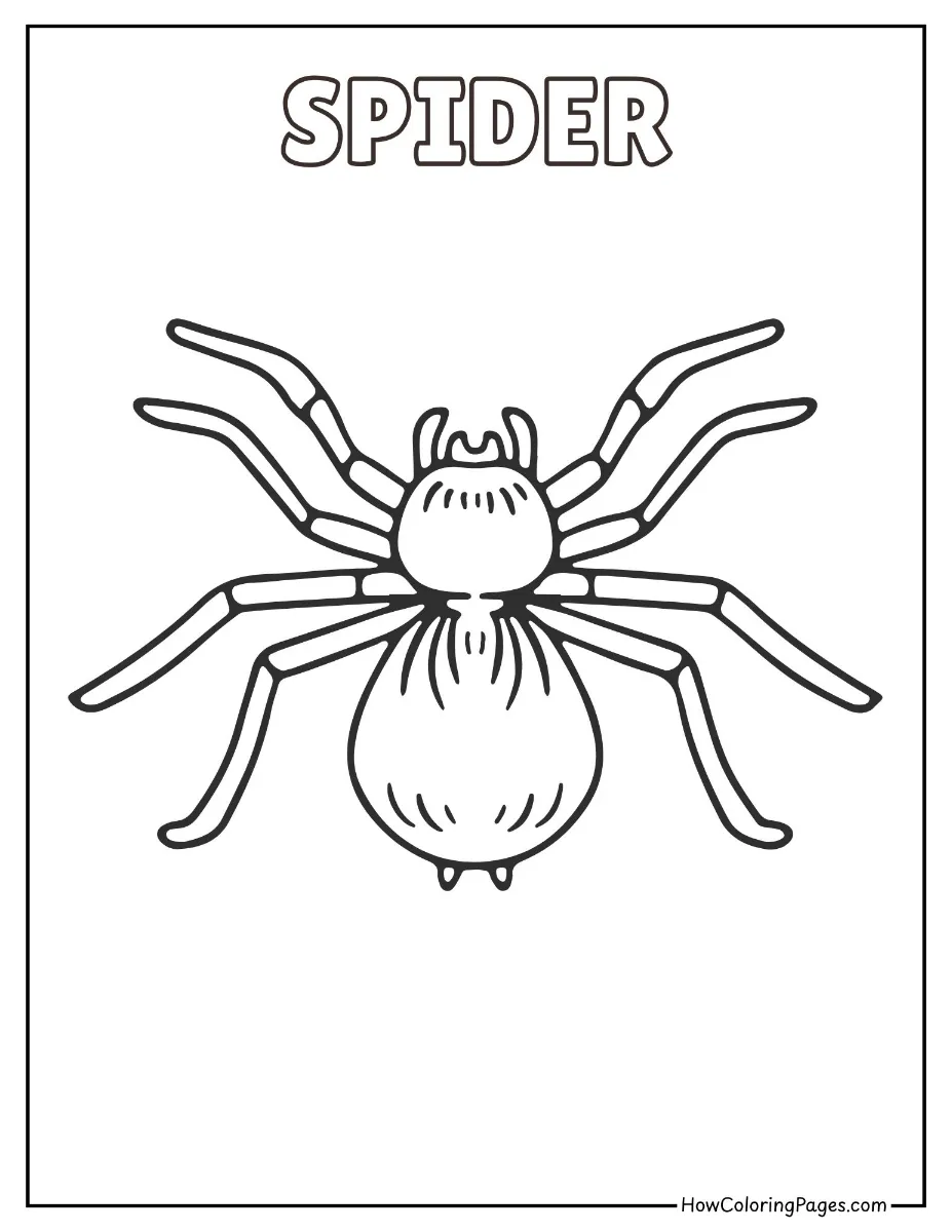 π Insects Coloring Pages β Free Printable PDF for Kids 3 Cartoon spider - insects coloring page
